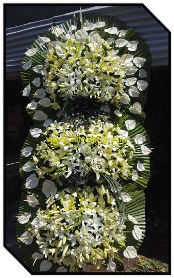 تصویر تاج گل 303