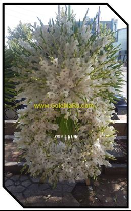 تصویر تاج گل 143